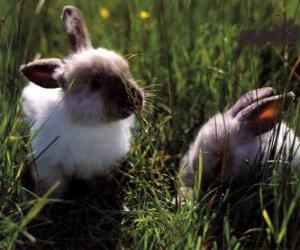 пазл Два молодых кроликов в траве